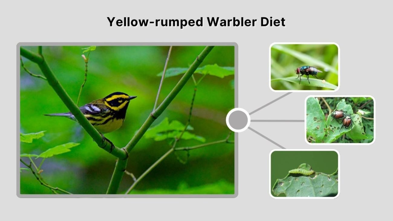 Yellow-rumped Warbler Diet