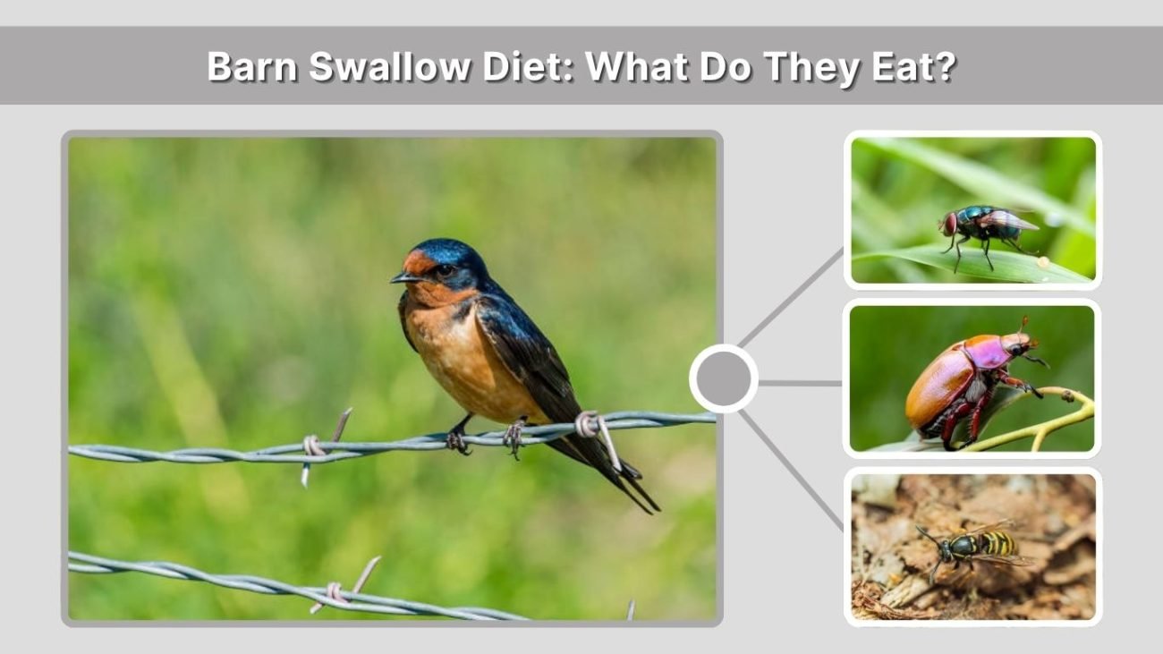 Barn Swallow Diet: What Do They Eat?