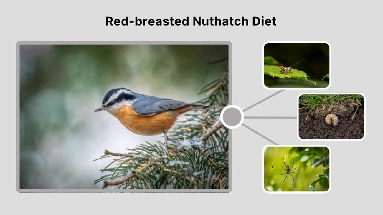 Red-breasted Nuthatch Diet: What Do They Eat?