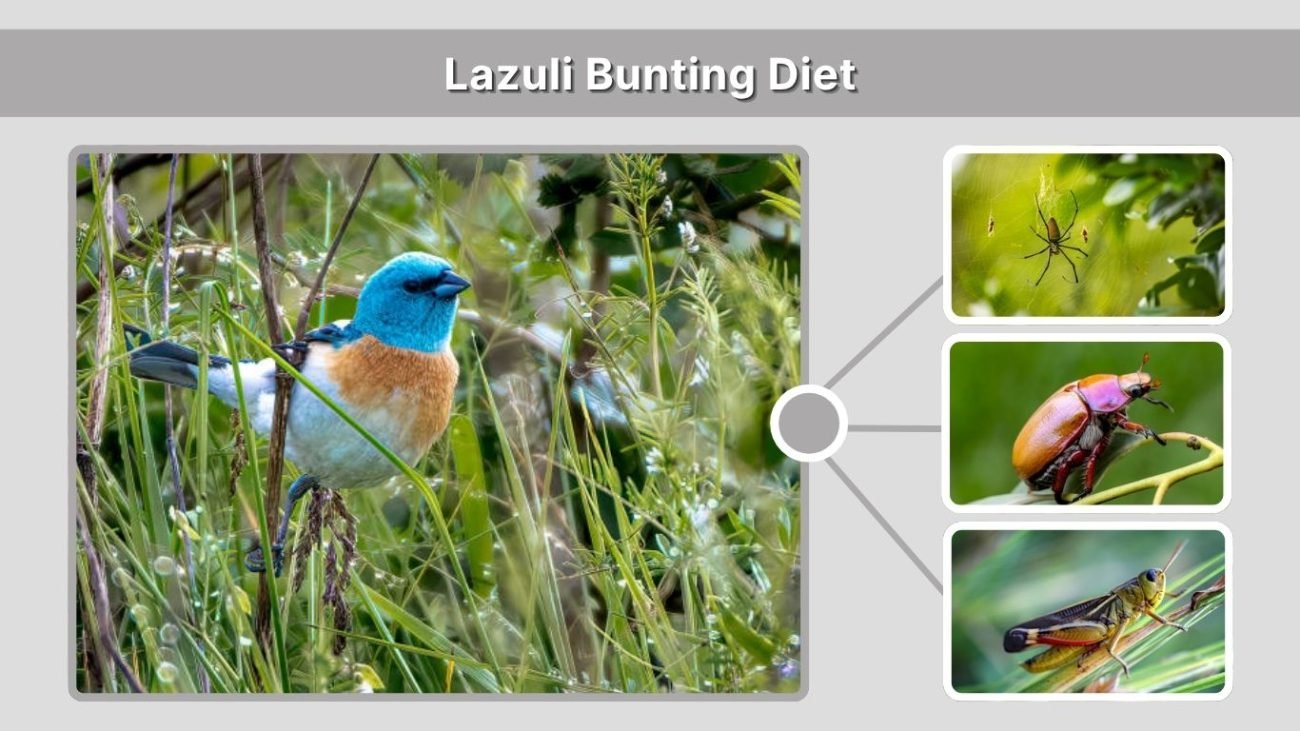 Lazuli Bunting Diet: What Do They Eat?