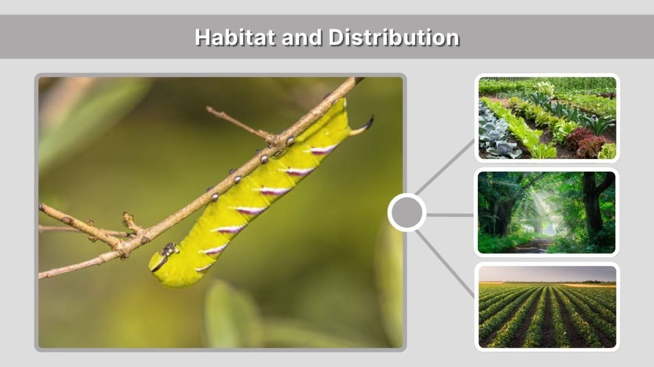 Habitat and Distribution