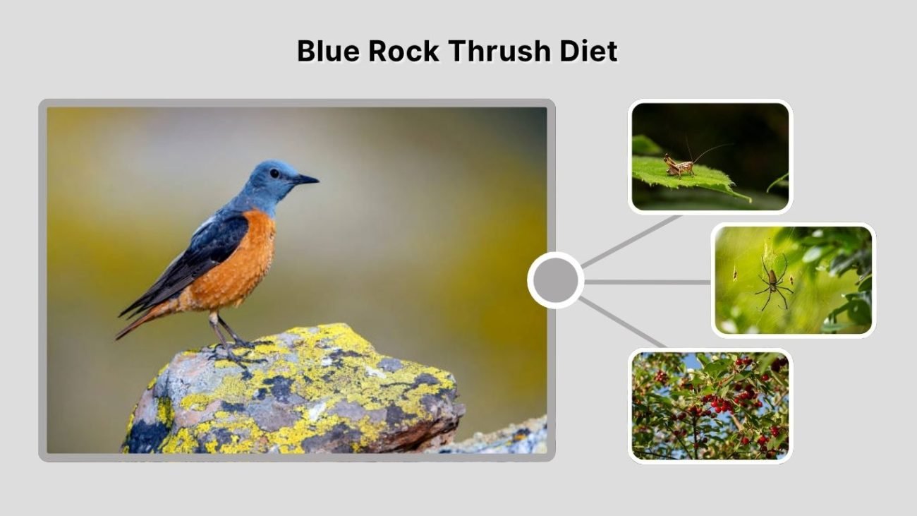 Blue Rock Thrush Diet: What Do They Eat?
