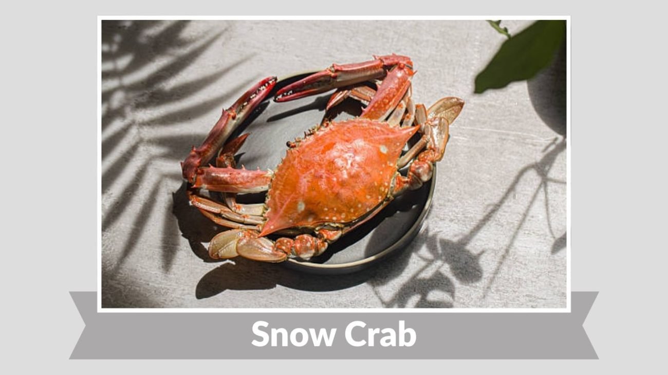 Snow Crab