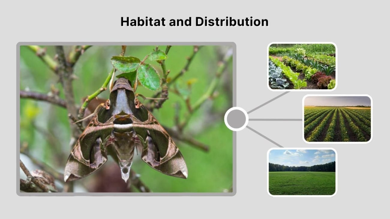 Habitat and Distribution