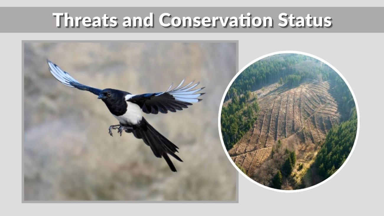 Threats and Conservation Status
