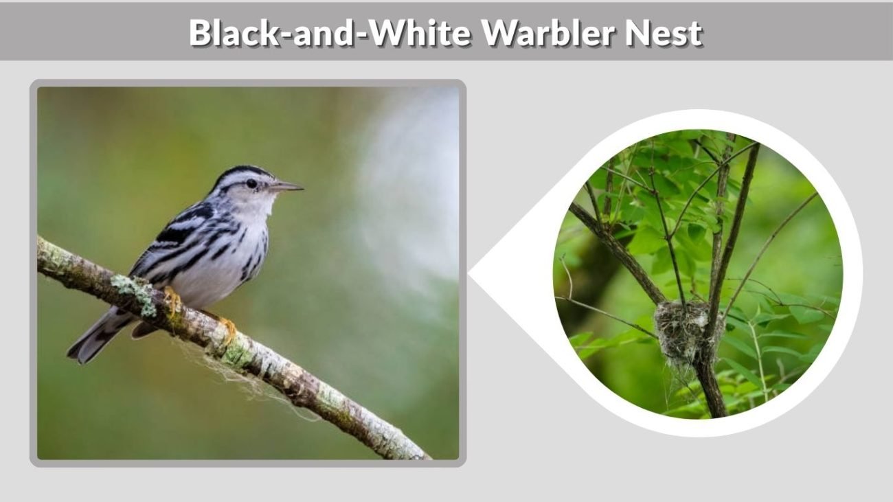 Black-and-White Warbler Nest