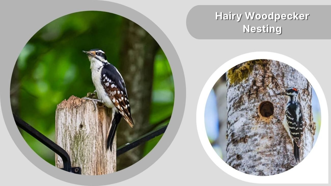 Hairy Woodpecker Nesting