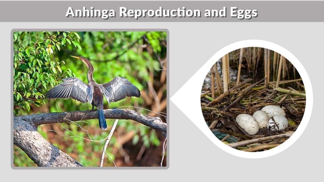 Anhinga Reproduction and Eggs