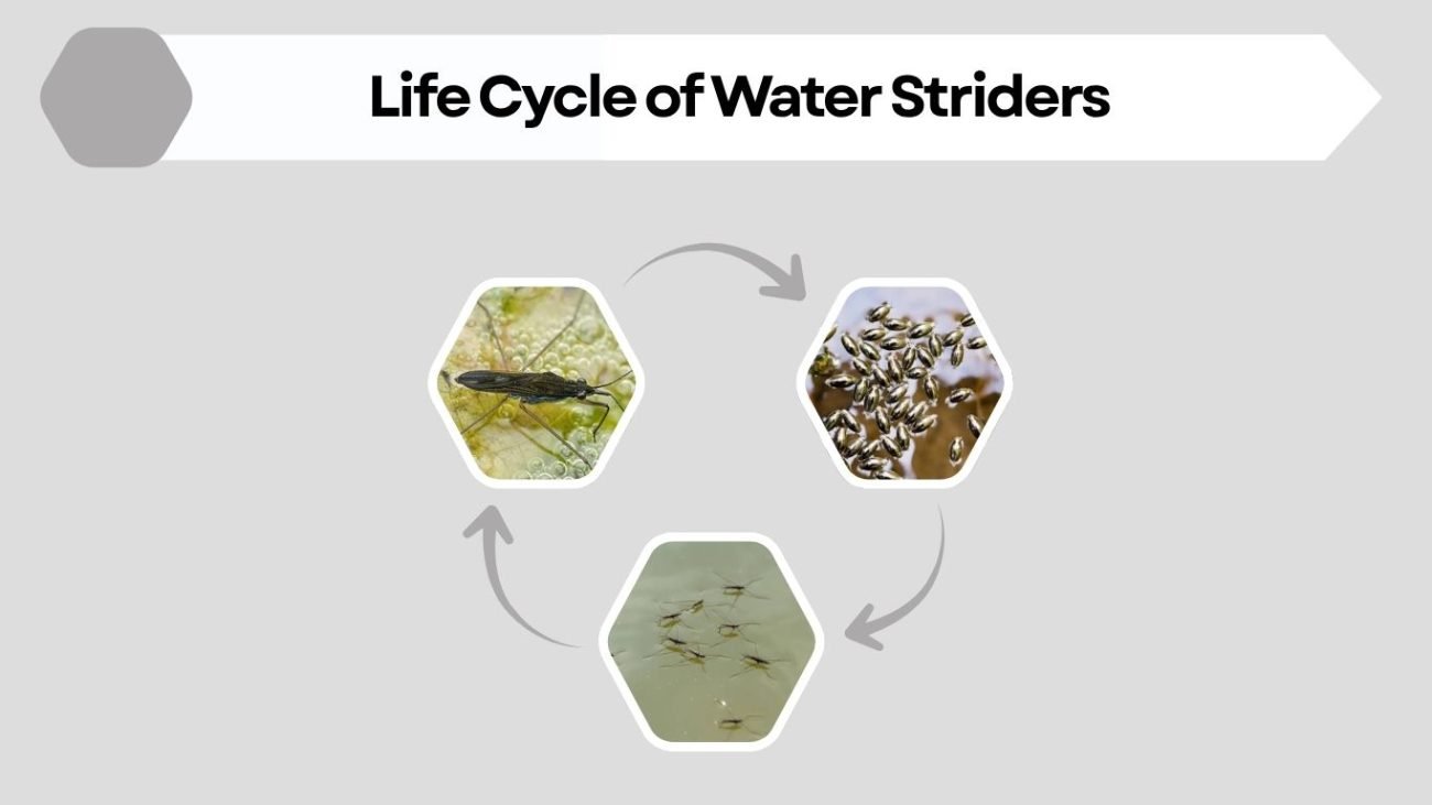 Life Cycle of Water Striders