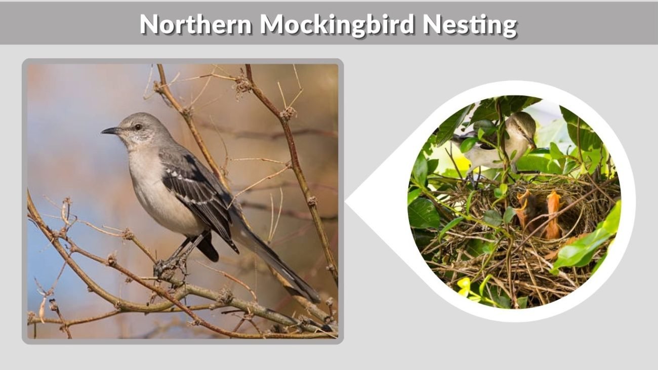 Northern Mockingbird Nesting