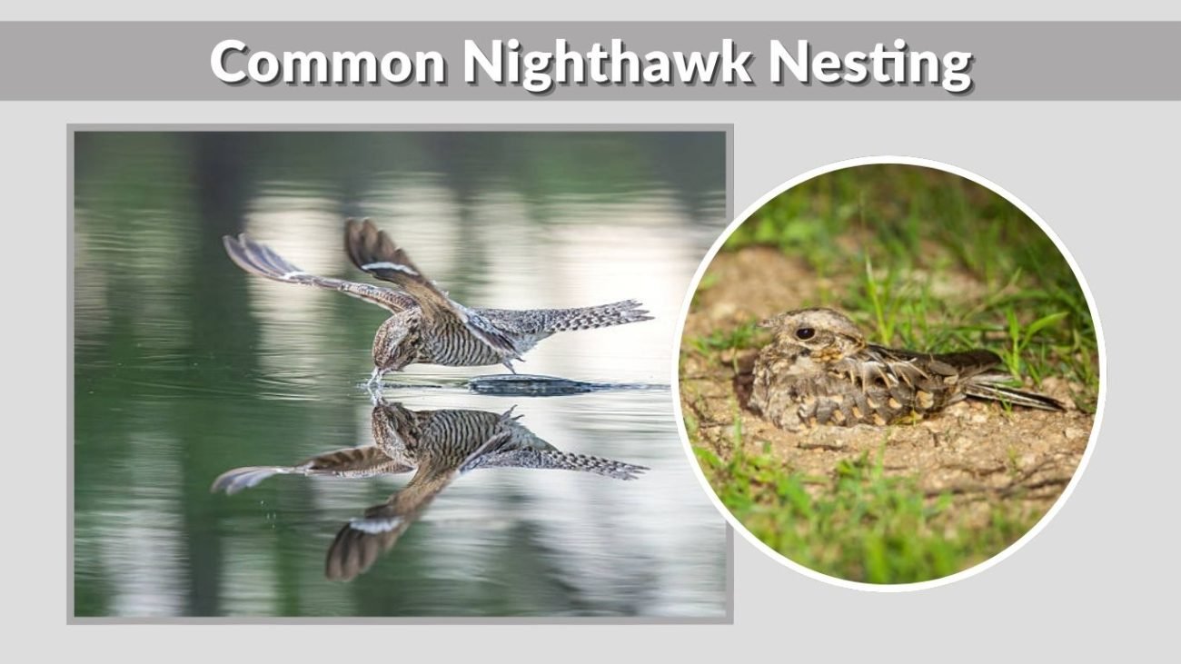 Common Nighthawk Nesting