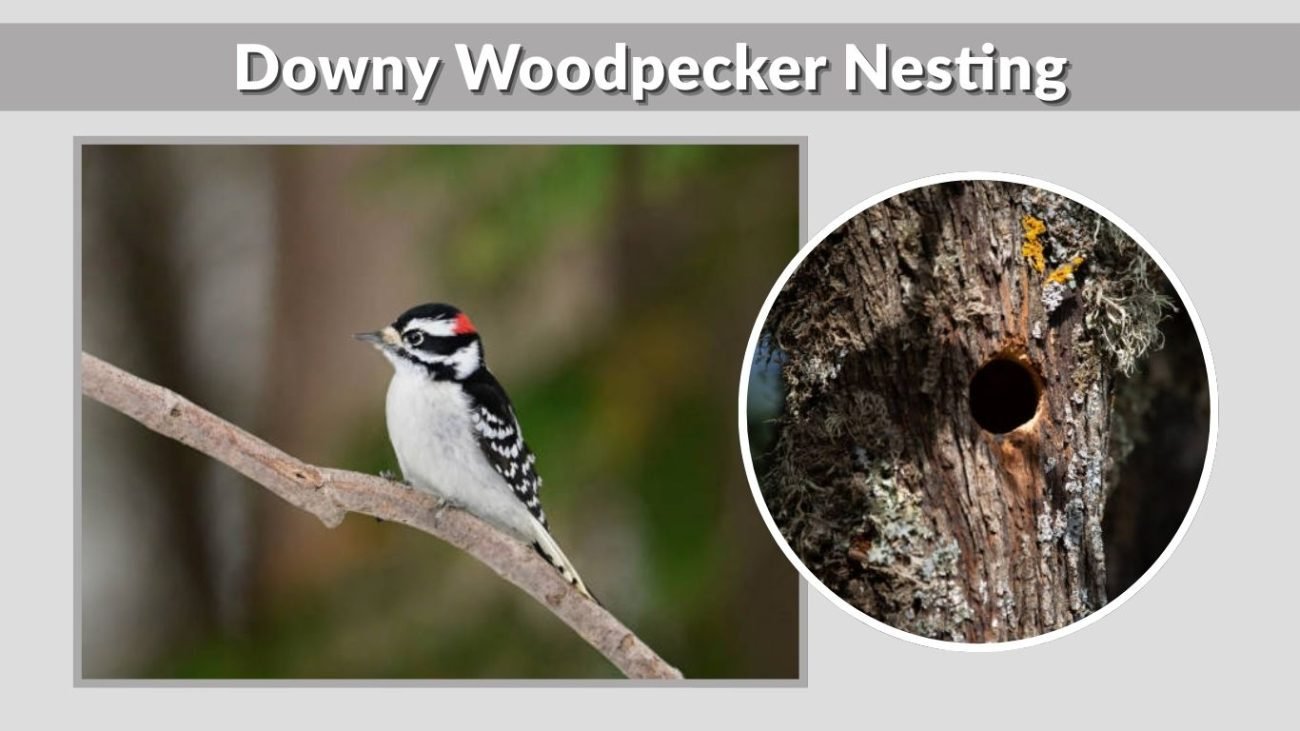 Downy Woodpecker Nesting