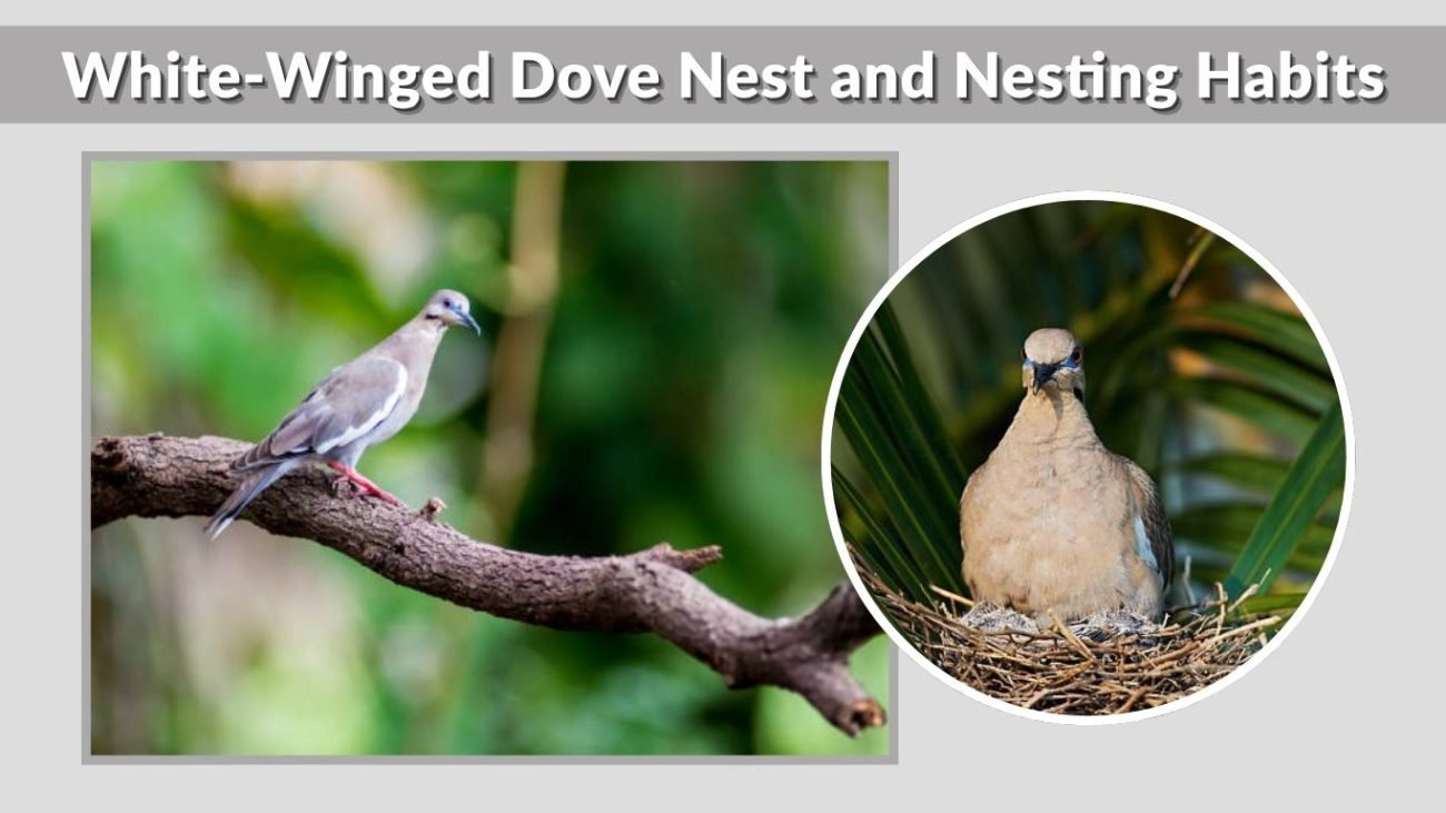 White-Winged Dove Nest and Nesting Habits