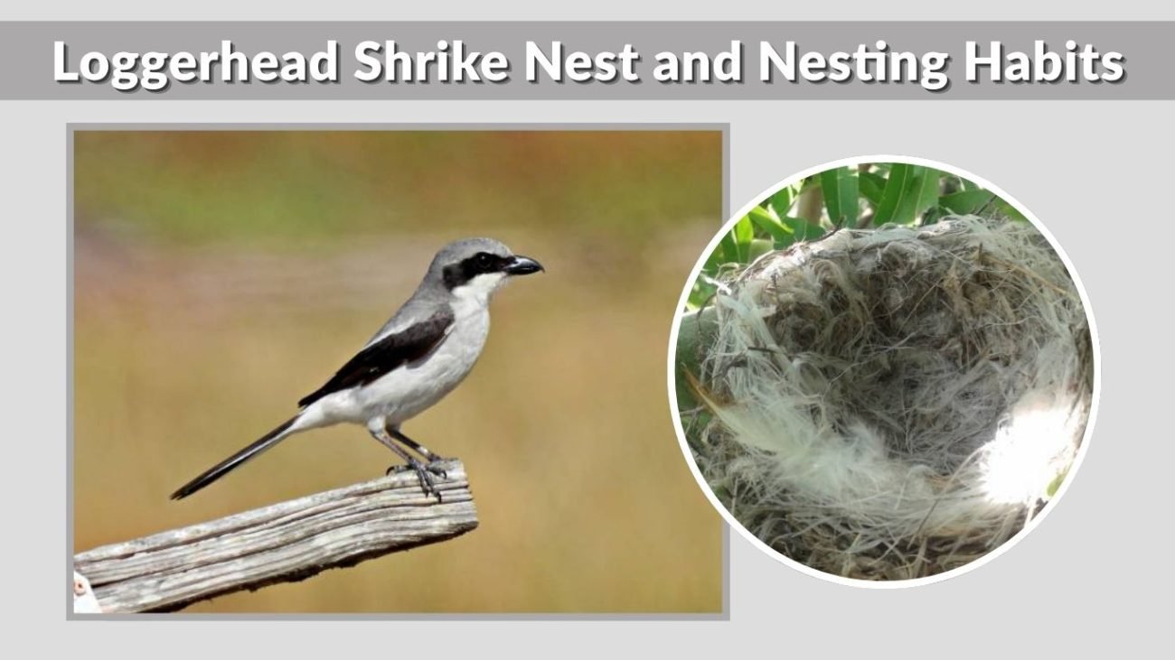 Loggerhead Shrike Nest and Nesting Habits