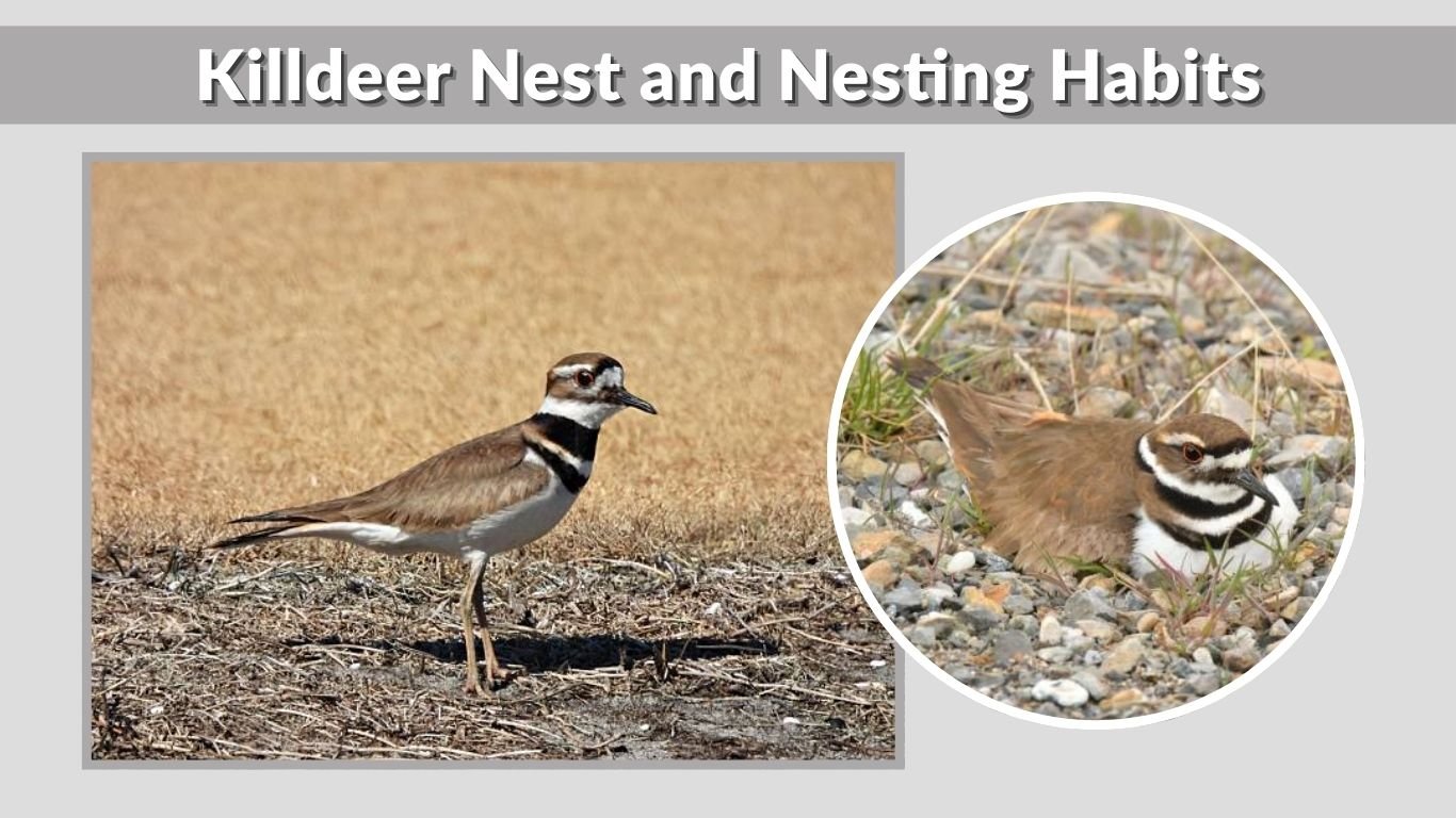 Killdeer: Characteristics, Habitat, Diet, Nesting & Facts