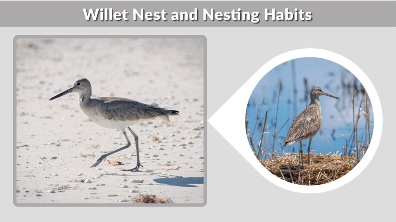 Willet Nest and Nesting Habits