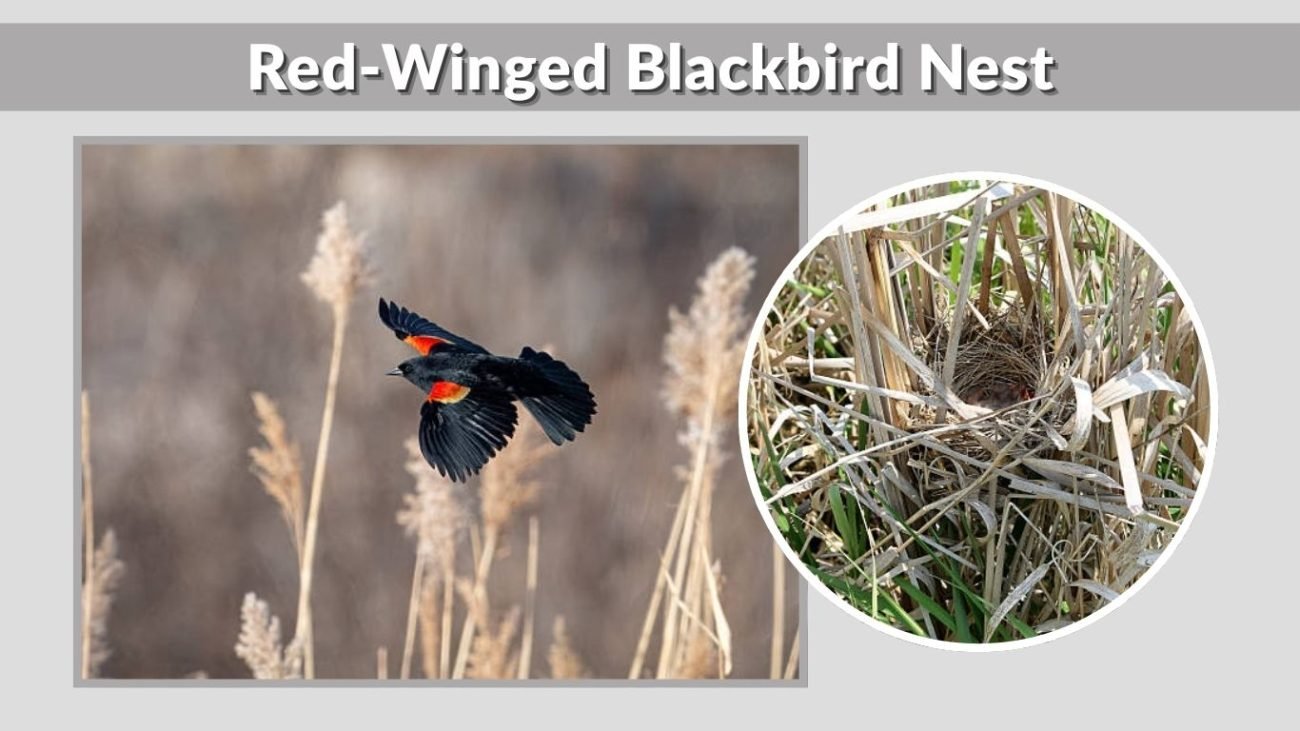 Red-Winged Blackbird Nest