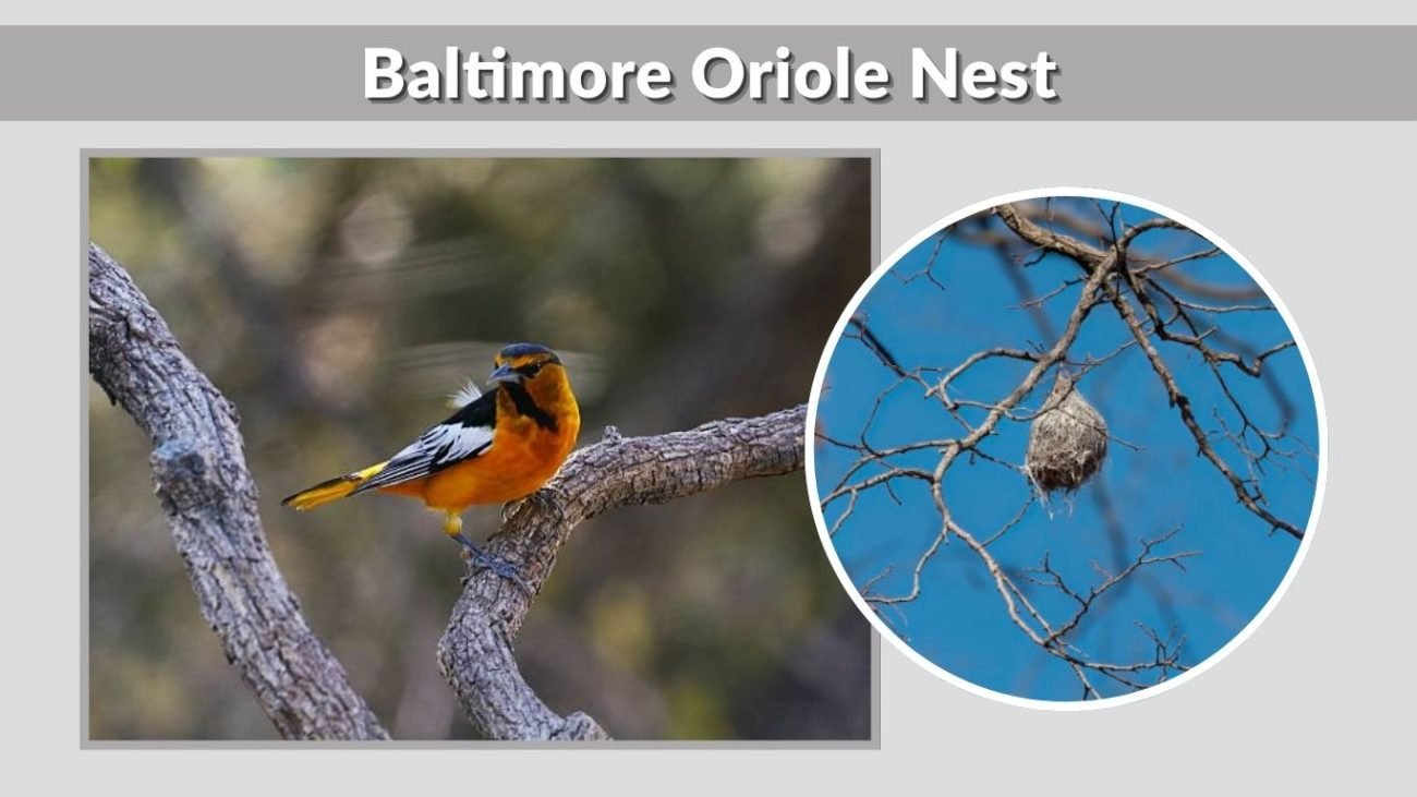 Baltimore Oriole Nest