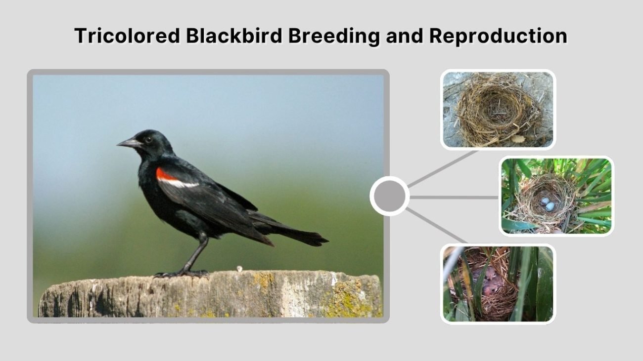 Tricolored Blackbird Breeding and Reproduction