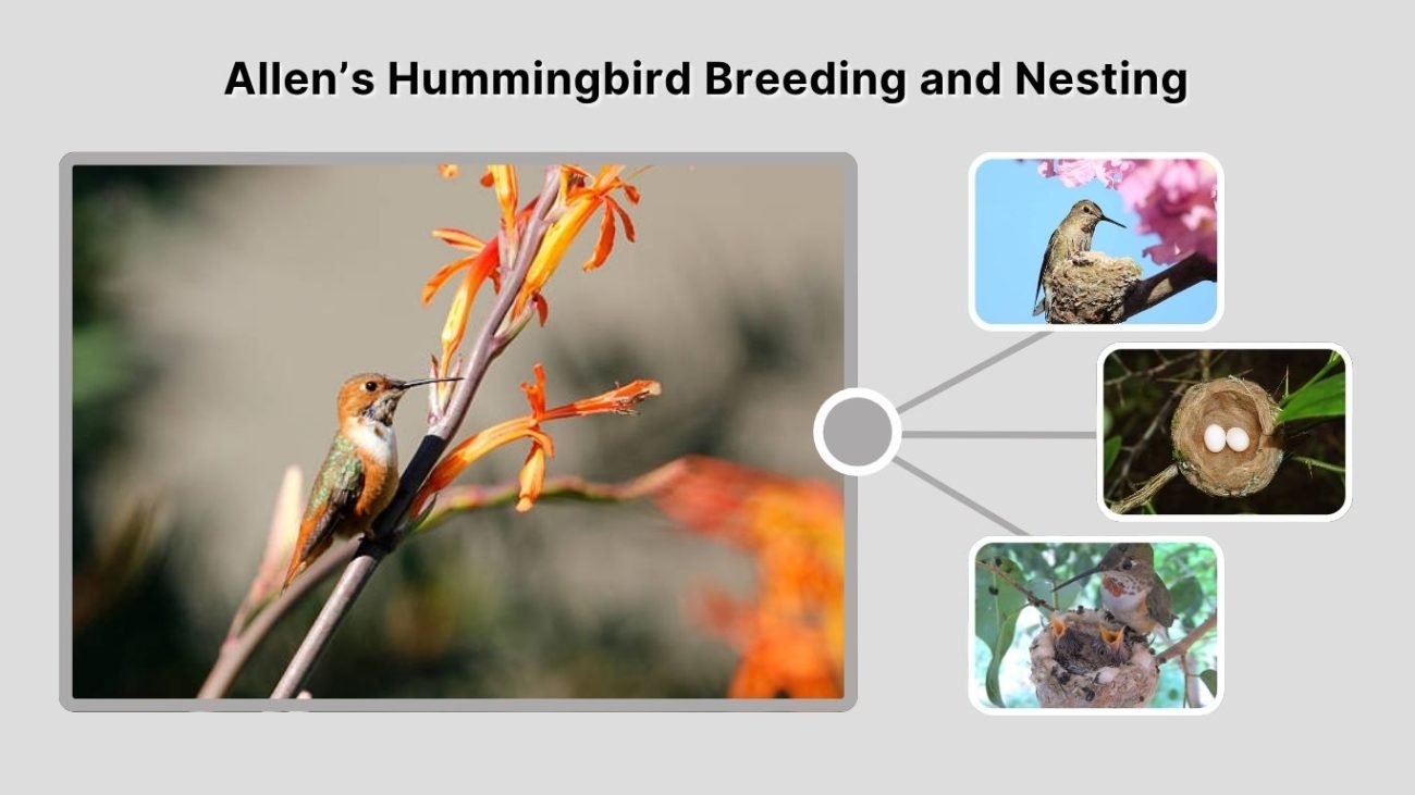 Allen’s Hummingbird Breeding and Nesting