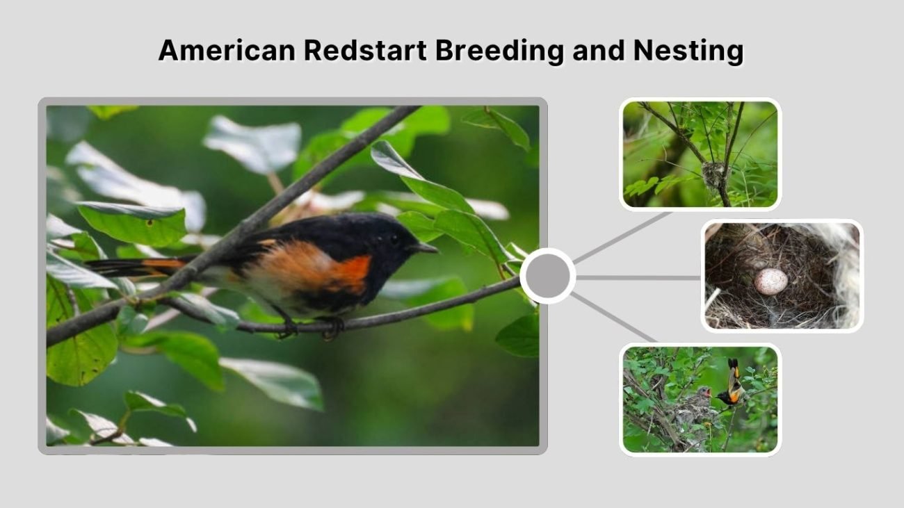 American Redstart Breeding and Nesting