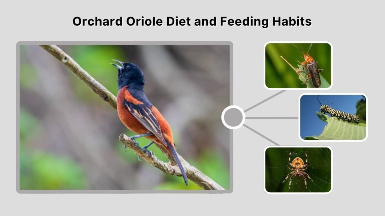 Orchard Oriole Diet and Feeding Habits