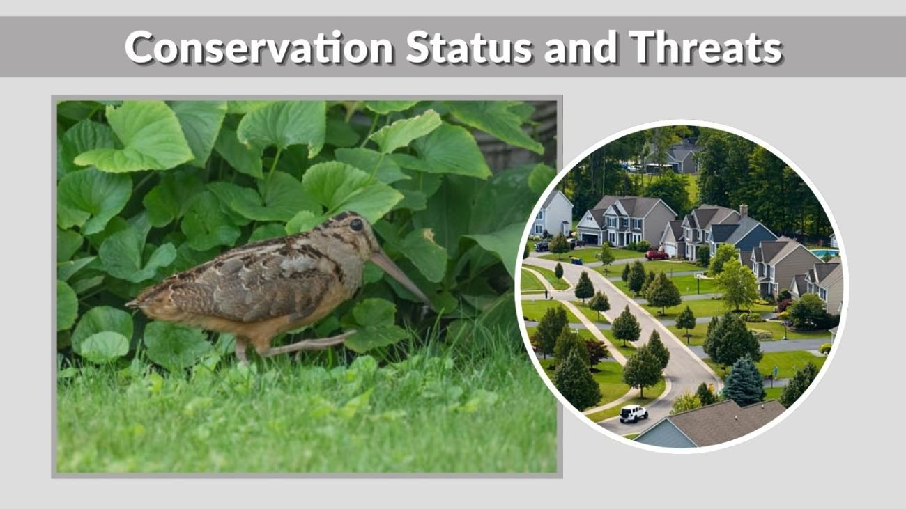 Conservation Status and Threats