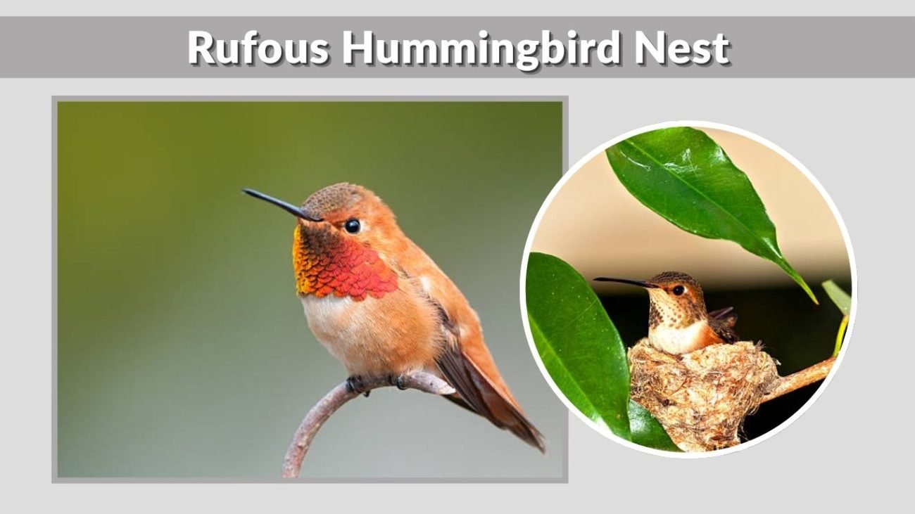Rufous Hummingbird Nest