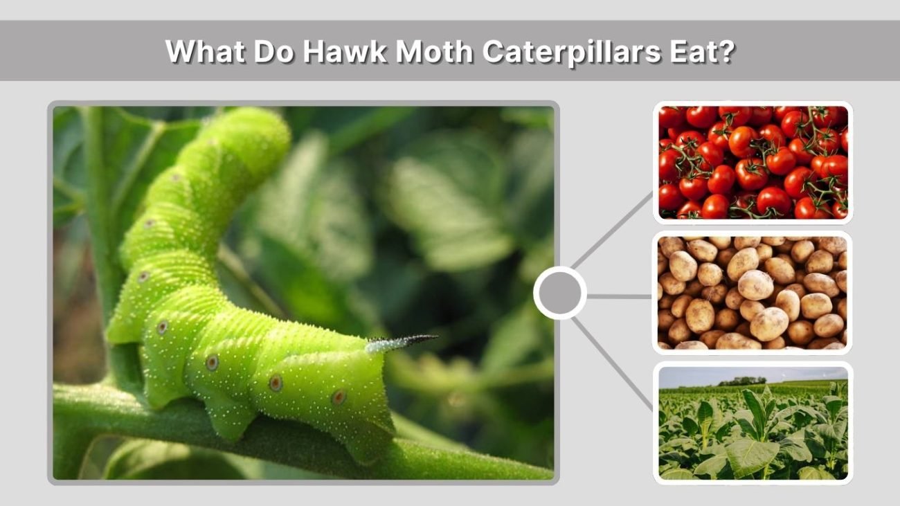 Hawk Moth Caterpillar Identification Diet Life Cycle Facts