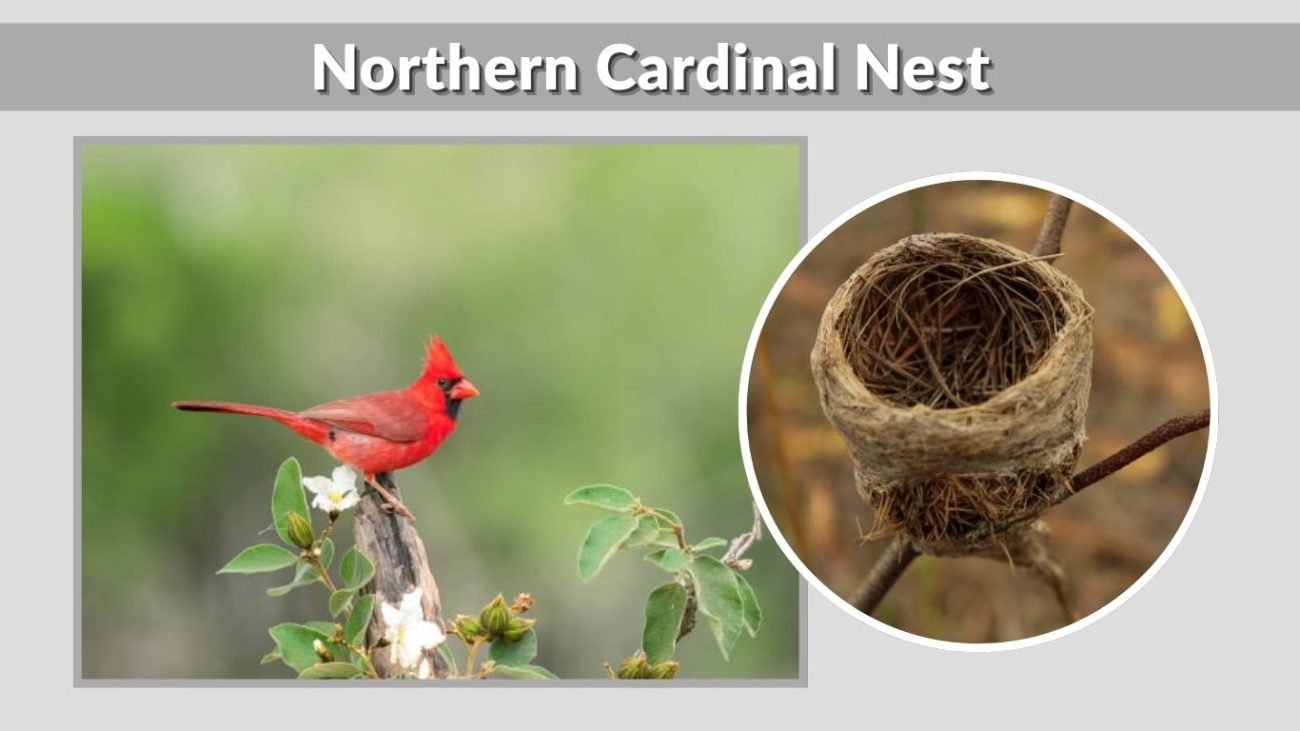 Northern Cardinal Nest