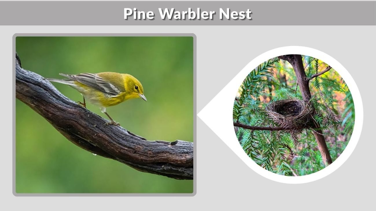 Pine Warbler Nest