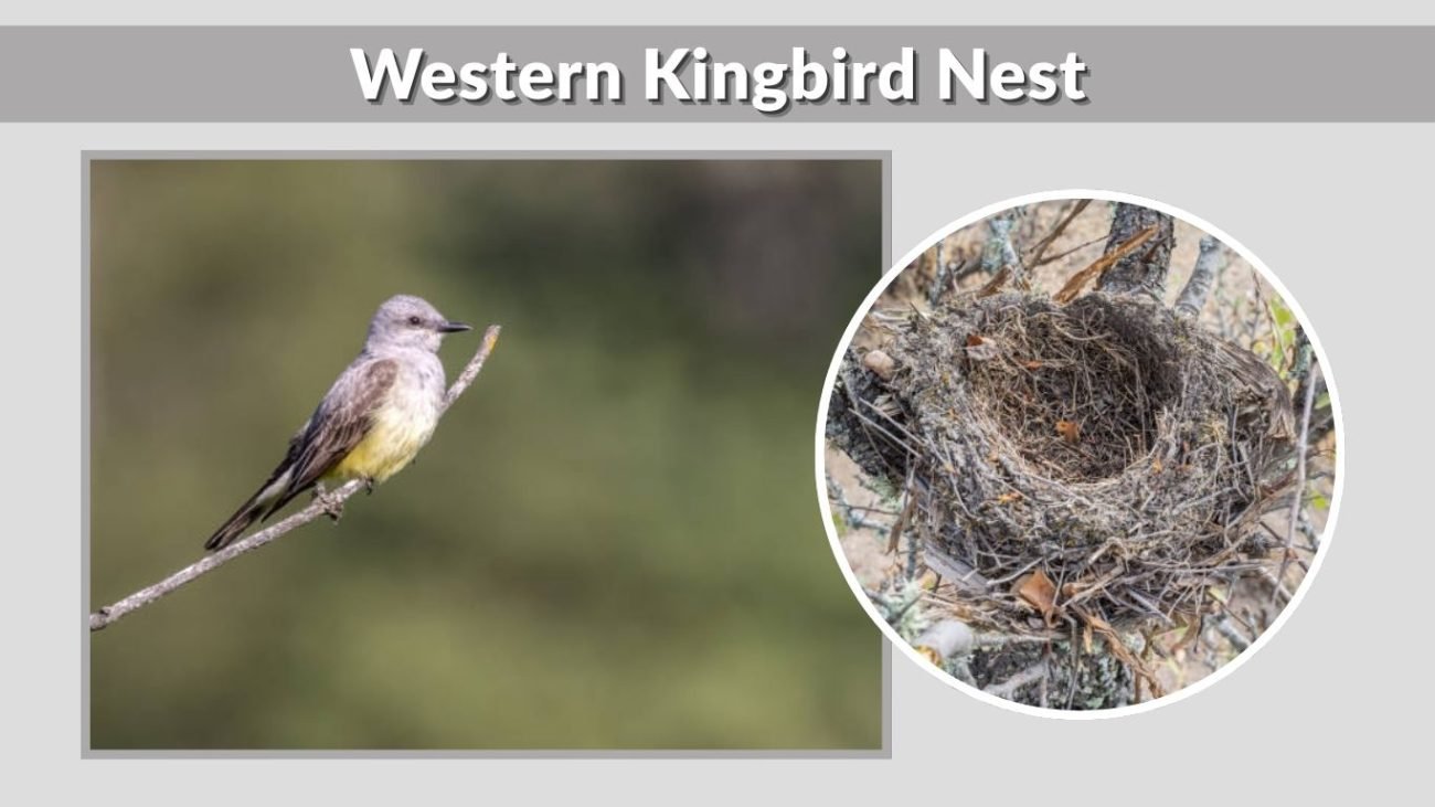 Western Kingbird Nest