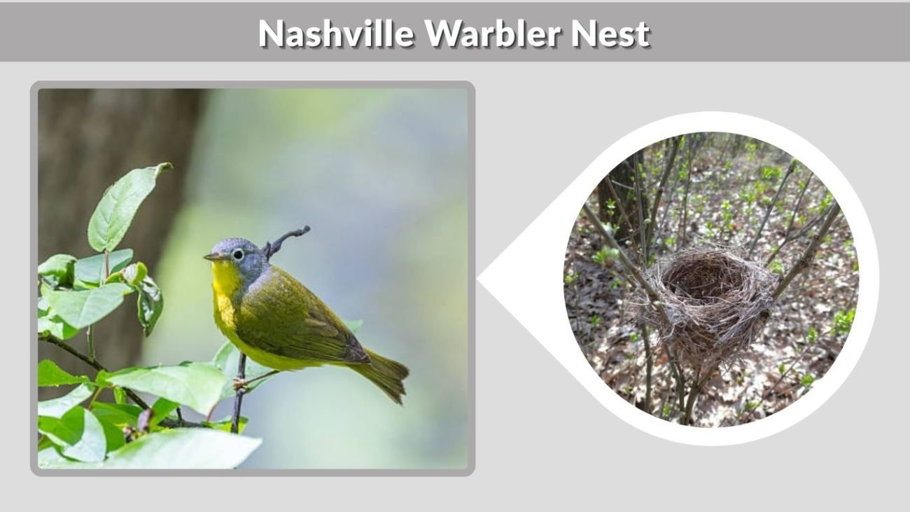 Nashville Warbler Nest