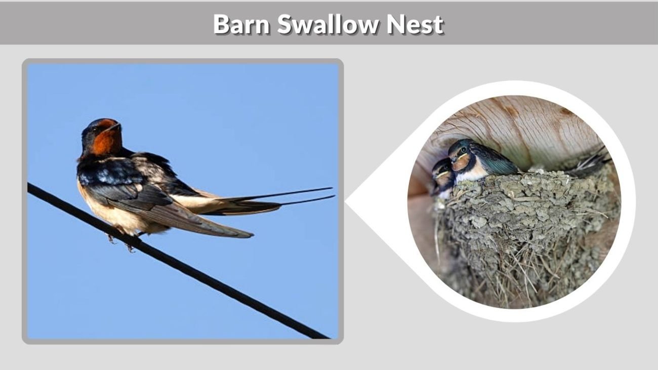 Barn Swallow Nest: Structure, Location & Materials