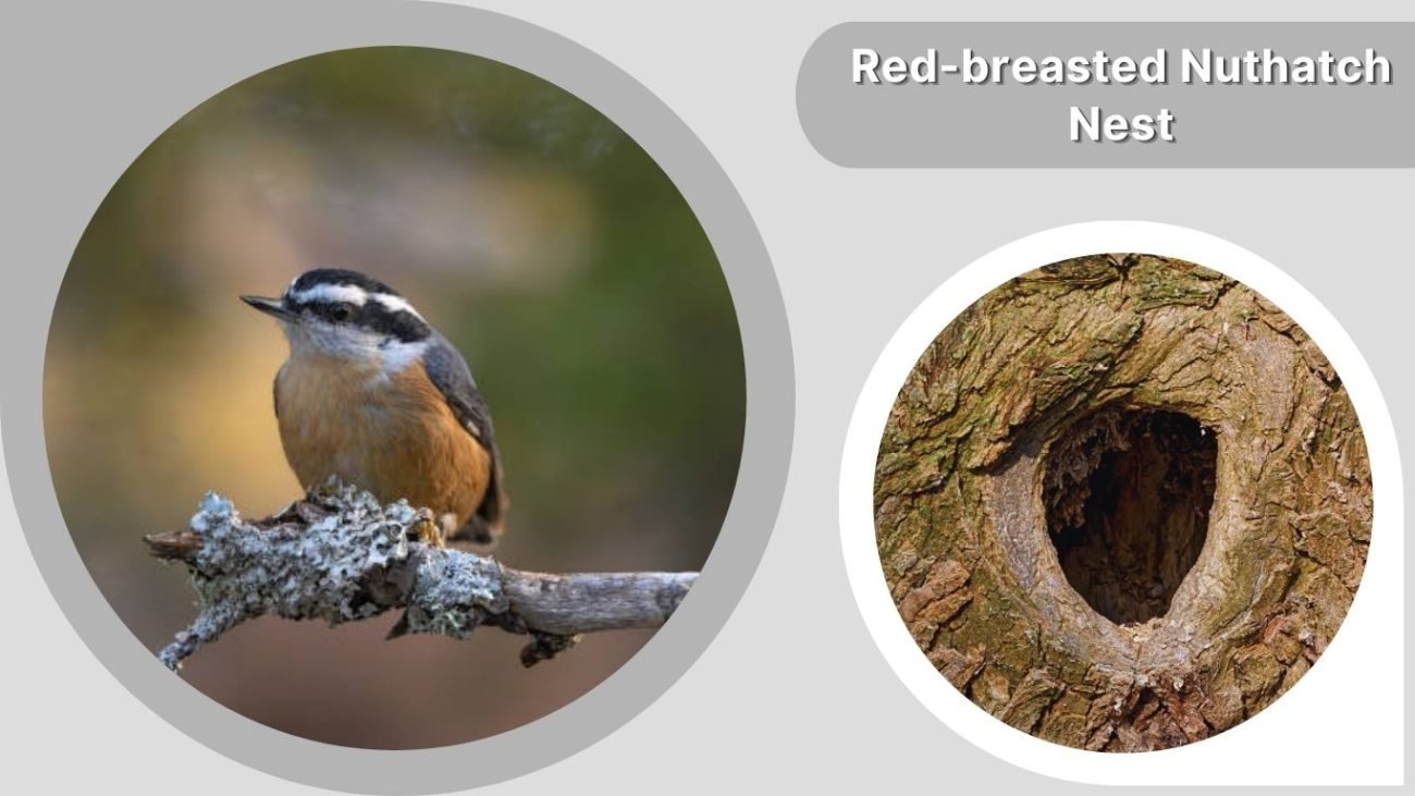 Red-breasted Nuthatch Nest: Location, Structure & Materials