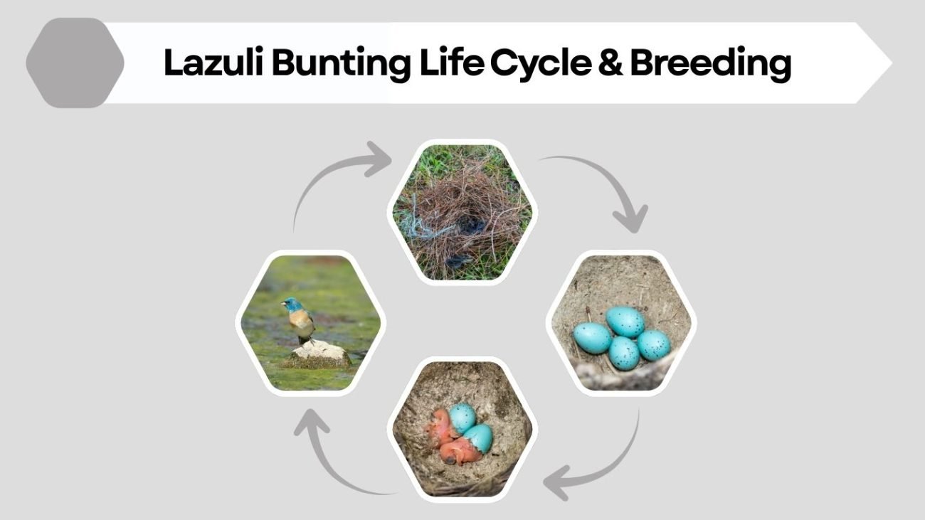 Lazuli Bunting Life Cycle & Breeding