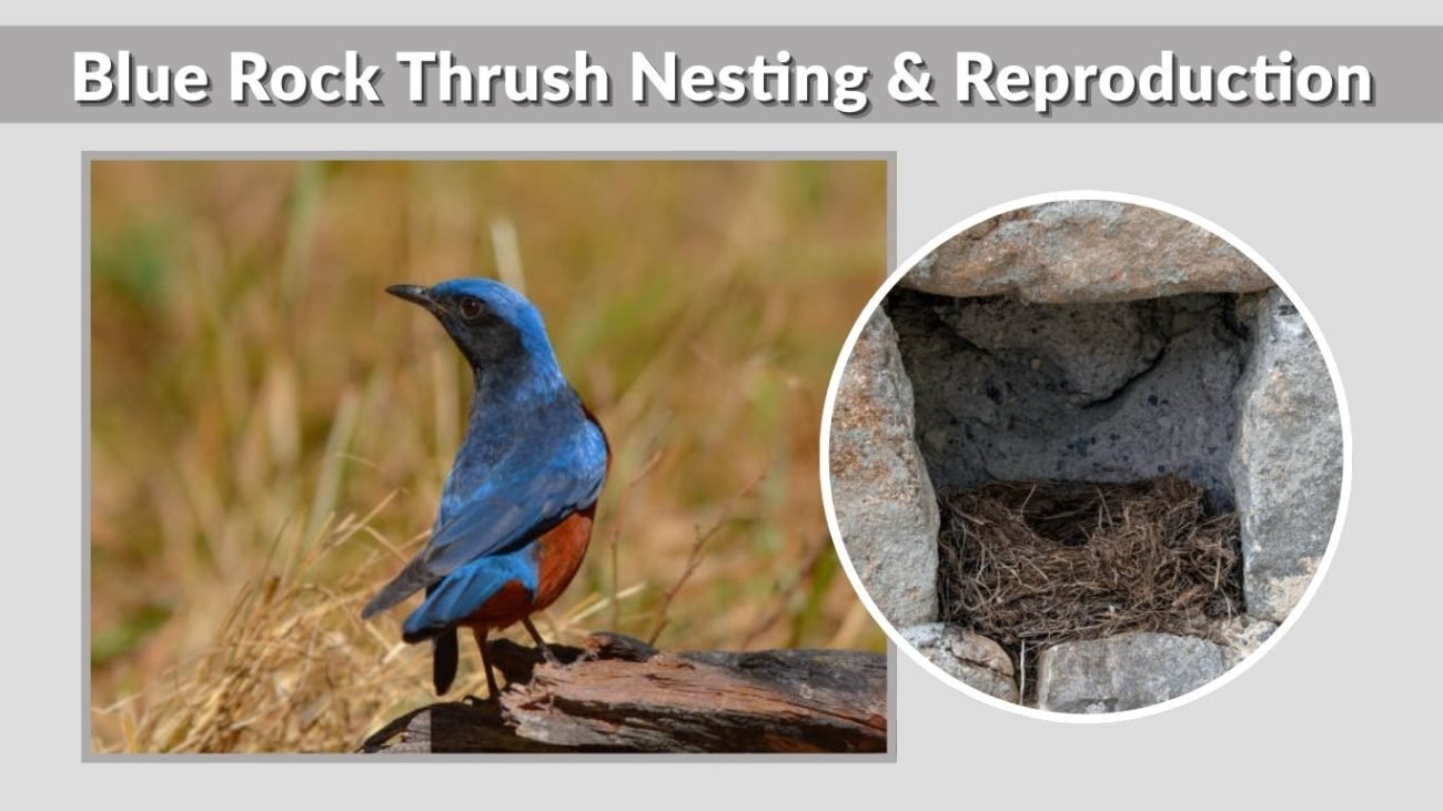 Blue Rock Thrush Nesting & Reproduction