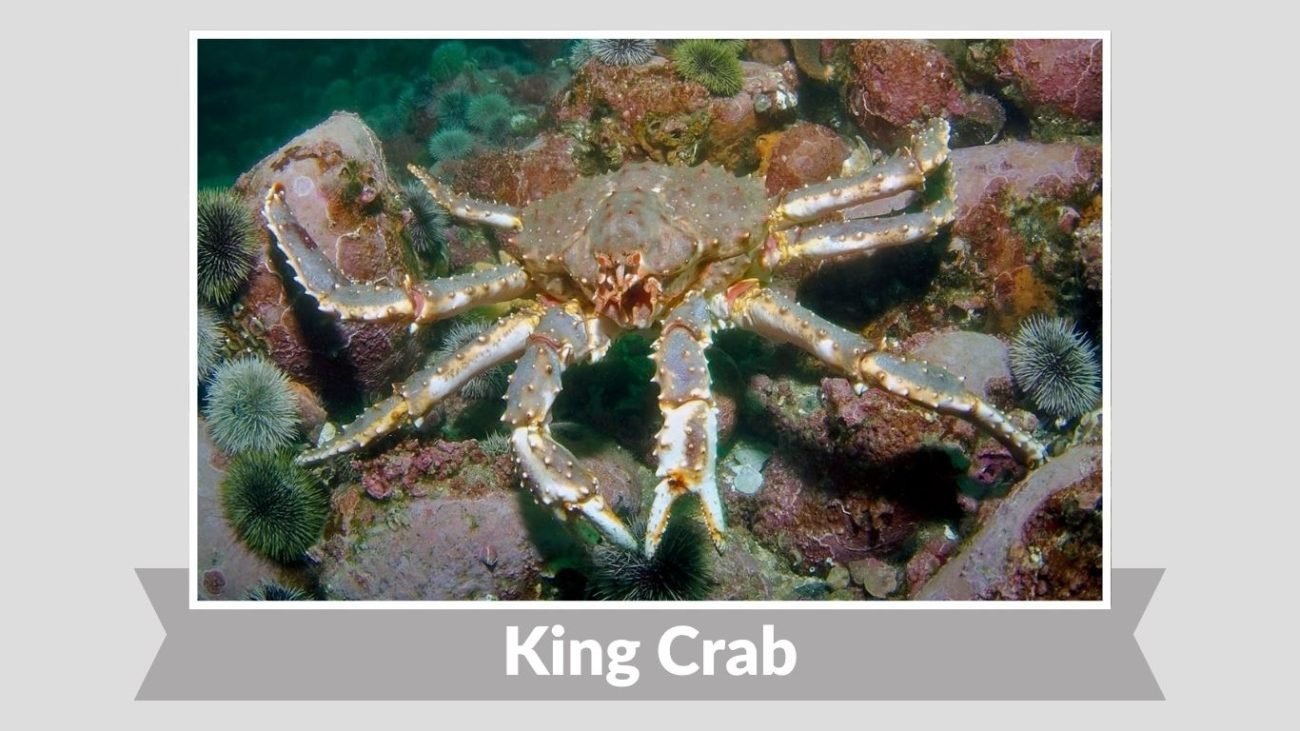 King Crab