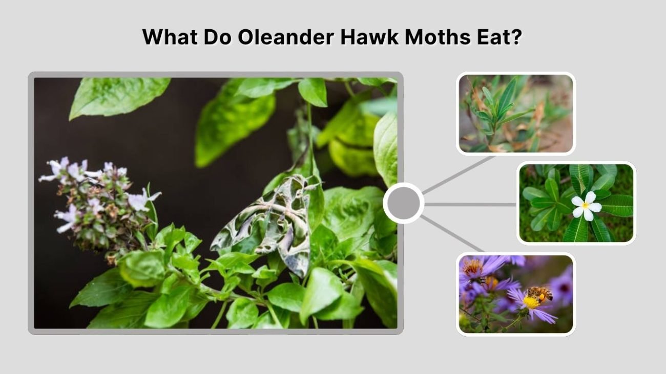 What Do Oleander Hawk Moths Eat?