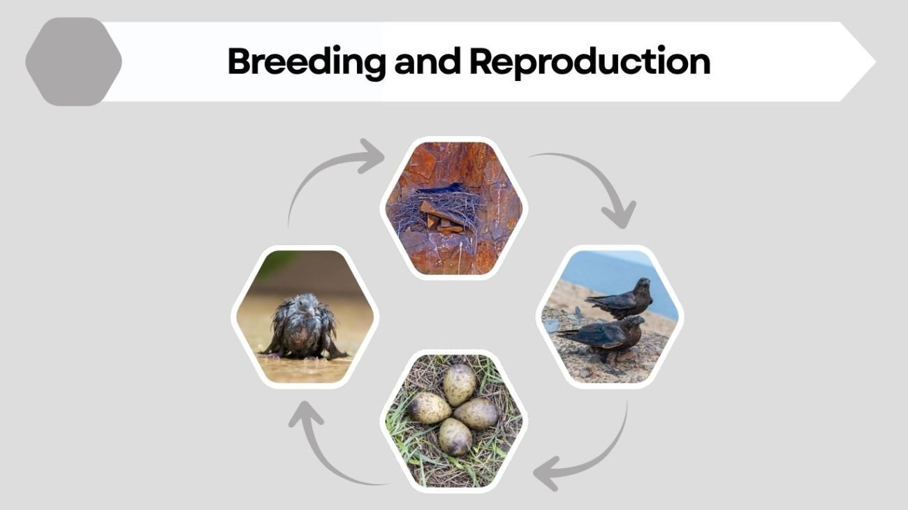 Breeding and Reproduction