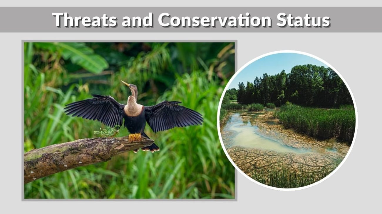 Threats and Conservation Status