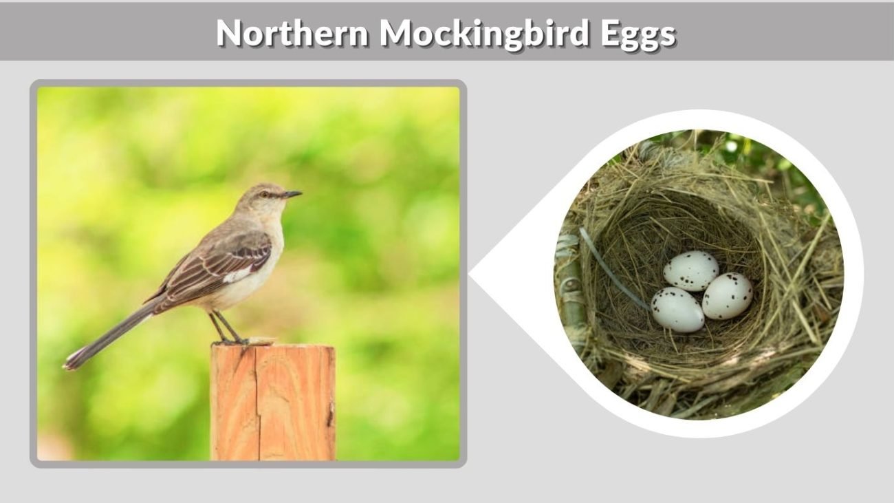 Northern Mockingbird Eggs