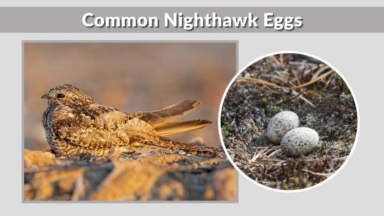 Common Nighthawk Eggs