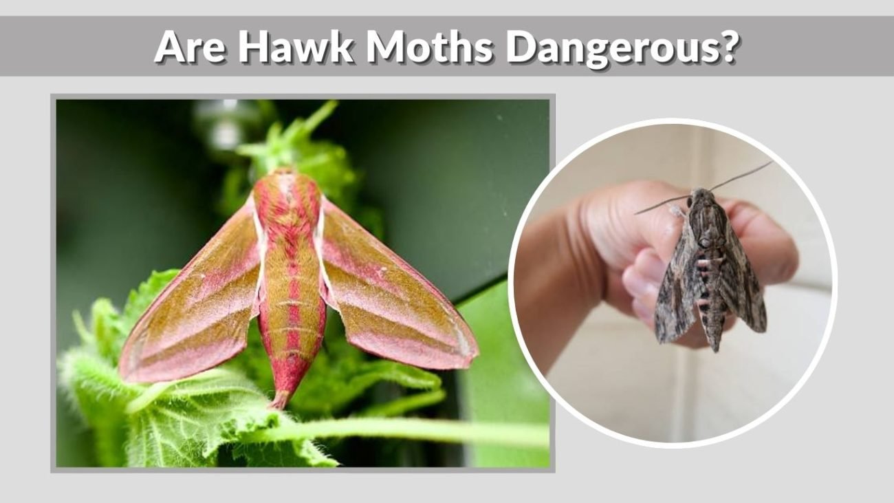 Are Hawk Moths Dangerous?