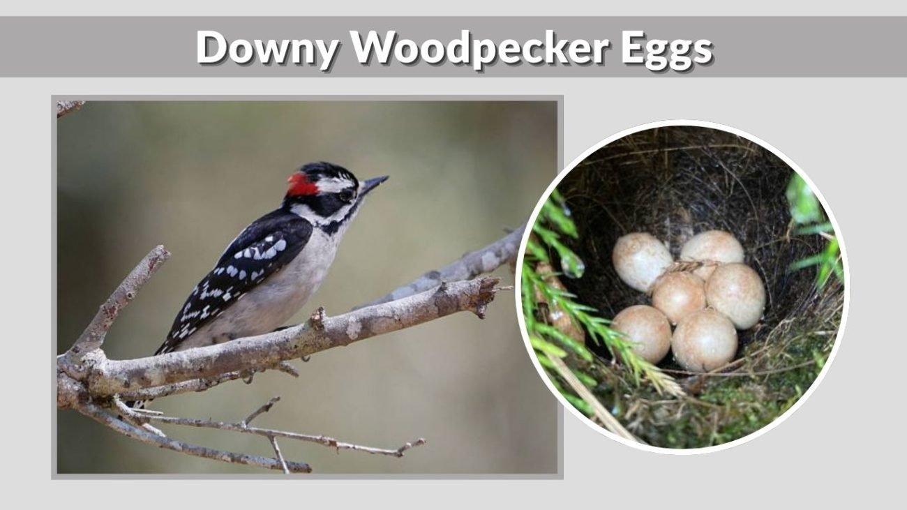 Downy Woodpecker Eggs