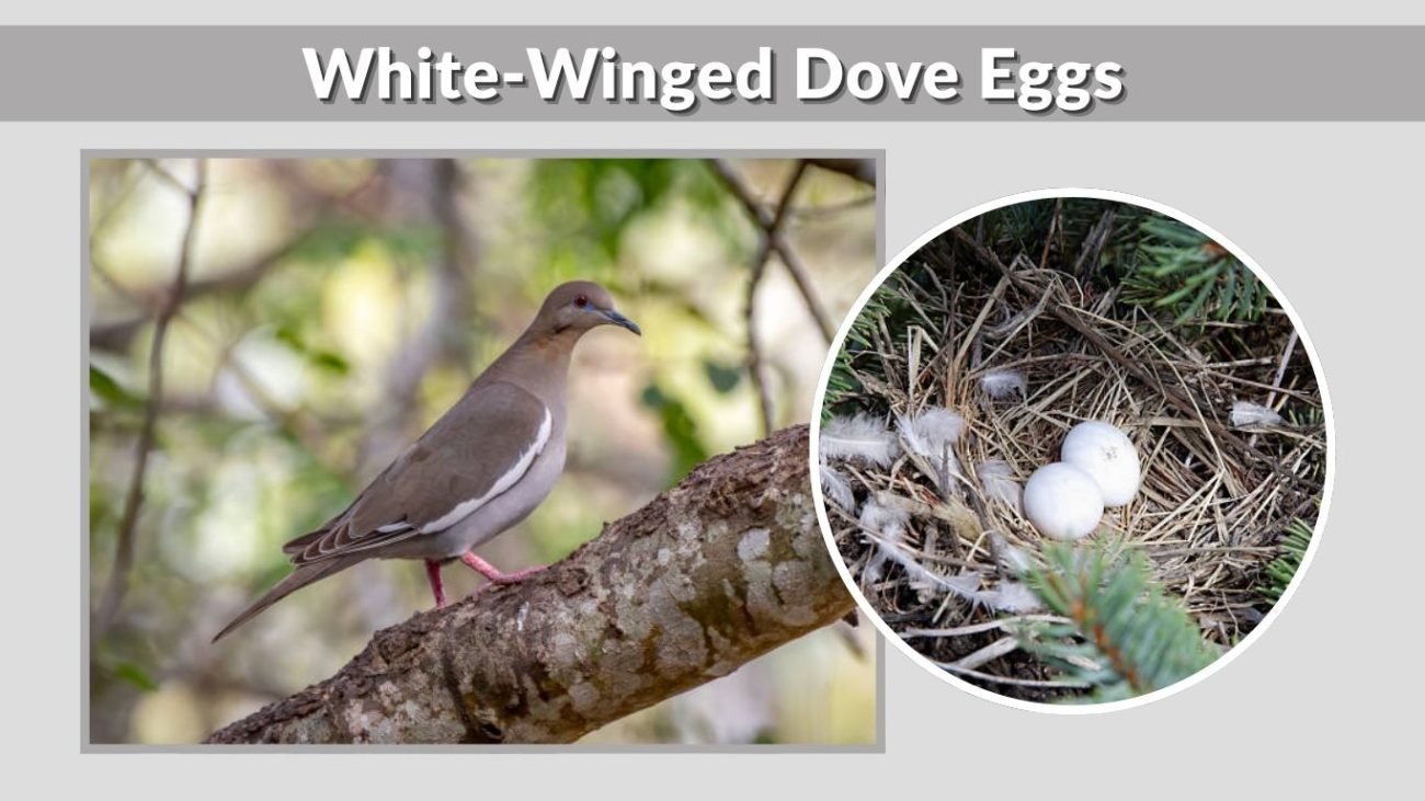 White-Winged Dove Eggs
