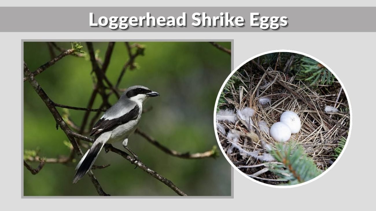 Loggerhead Shrike Eggs