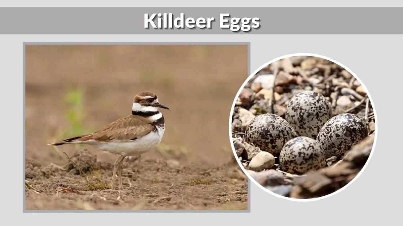 Killdeer Eggs