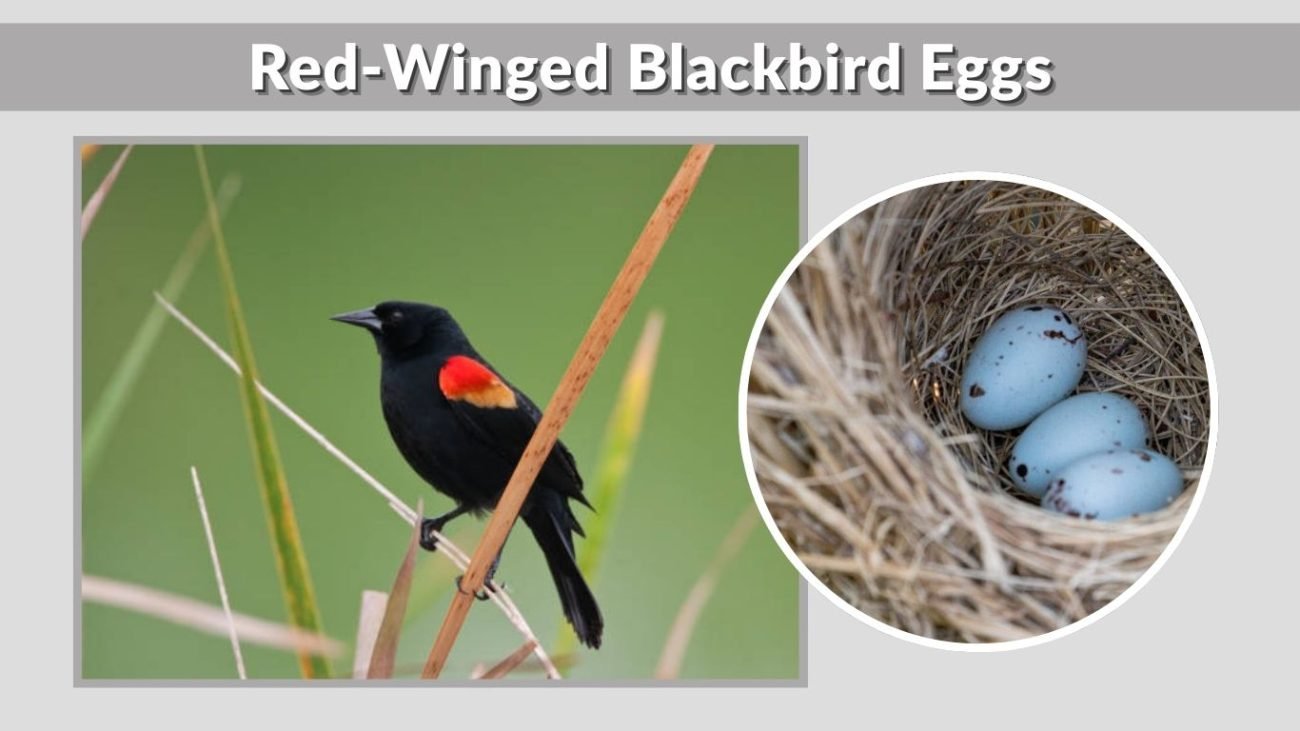Red-Winged Blackbird Eggs