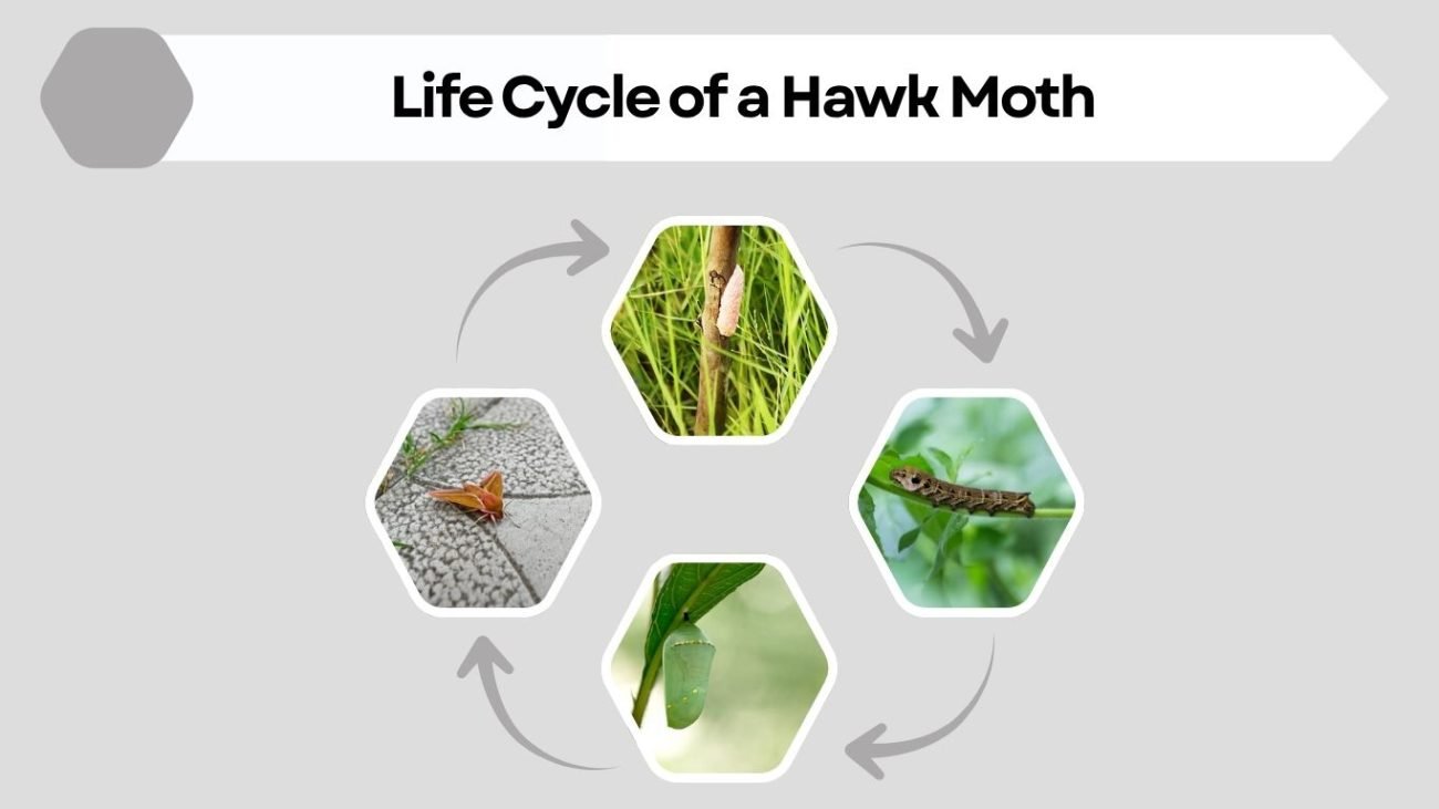 Life Cycle of a Hawk Moth